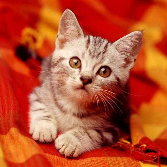 丫丫宠物生活馆(花庄花园店):昆明市西山区前兴路附近