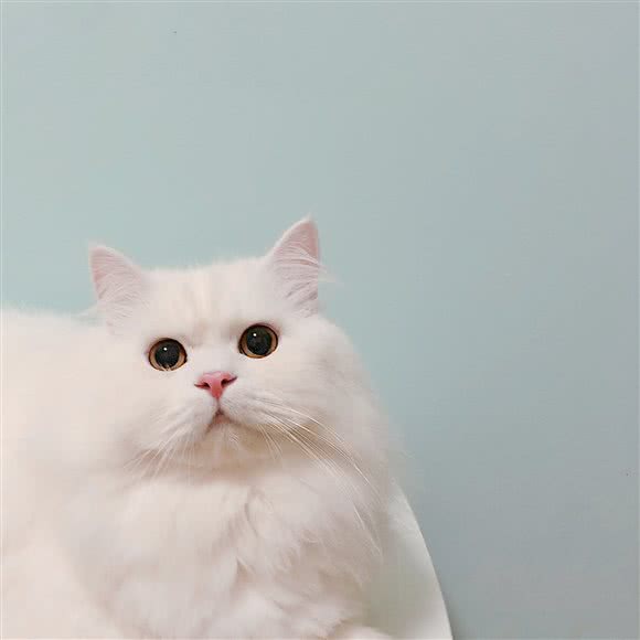 喔呋·宠物:昆明市西山区海埂附近