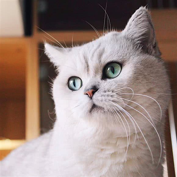 猫之家:昆明市西山区爱琴海购物公园附近