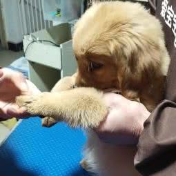 爱宝宝宠物美容:昆明市西山区棕树营附近