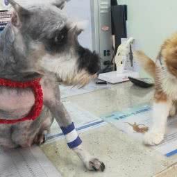 善宠居狗狗诊所:昆明市西山区南亚第一城附近