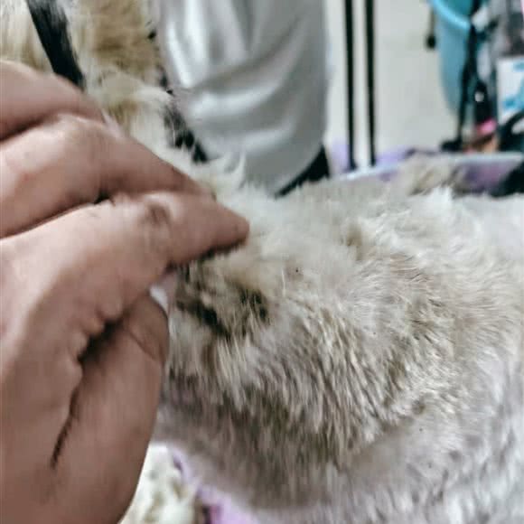 派多格宠物世纪半岛店:昆明市西山区前卫西路附近