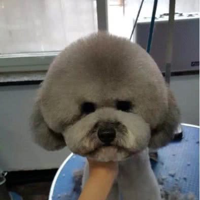 爱宠乐园(炫·萌宠店):唐山市路北区远洋城附近