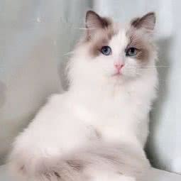 喵喵之家布偶猫舍:昆明市西山区西山区政府附近