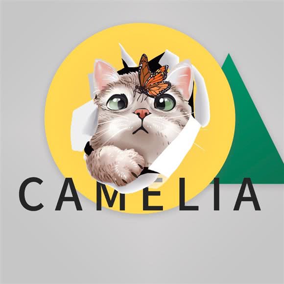 CAMELIA·赛级猫咪洗护·寄养:昆明市西山区大悦城附近