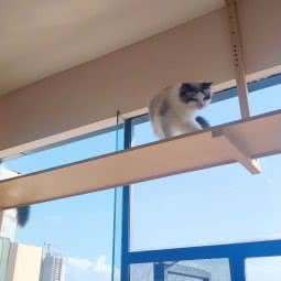 么幺喵猫咖·猫舍·撸猫:昆明市西山区云纺附近