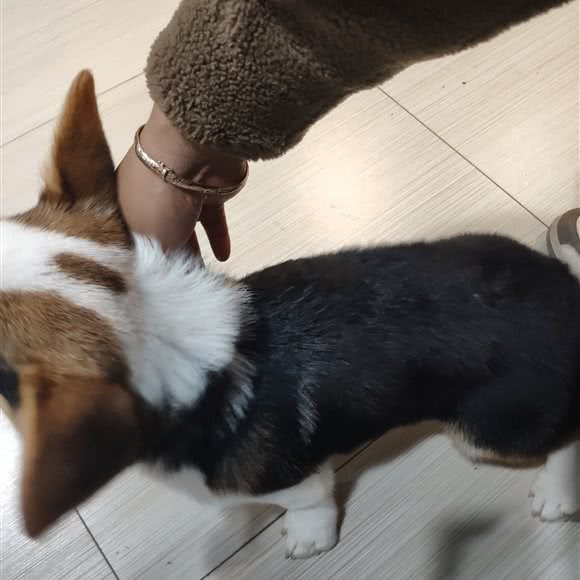 Meet Dog美狗岛爱宠小站:曲靖市麒麟区曲靖外滩附近