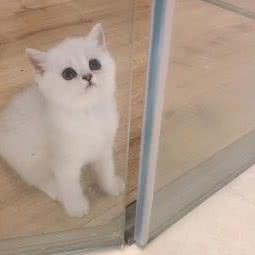 咪咻猫舍(玉溪时代广场店):玉溪市红塔区时代广场附近