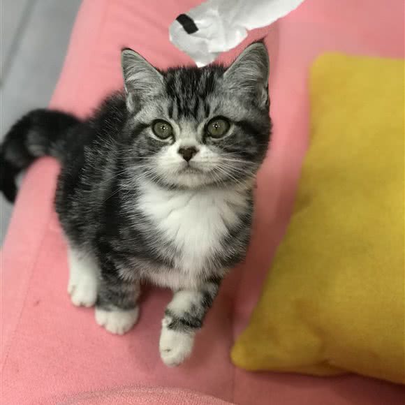 美宠宠物生活馆:玉溪市澄江市澄江市附近