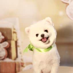 雕宠小技·宠物摄影:北京城区朝阳区十里堡附近