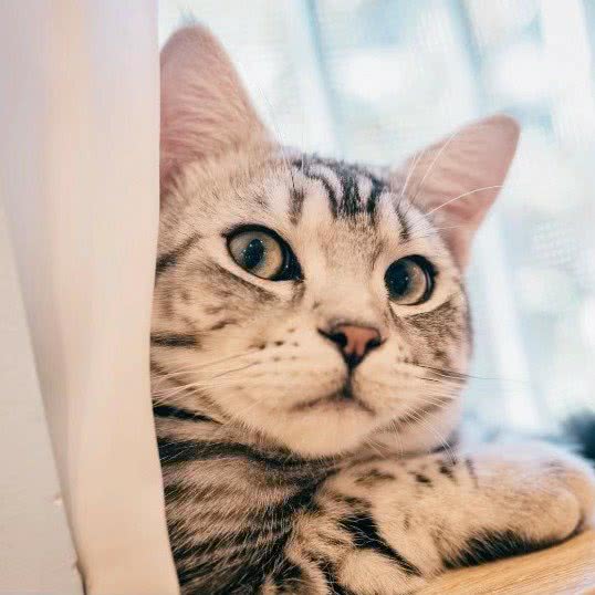 猫宠宠物公馆:昭通市昭阳区清官亭附近