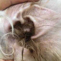 枝顾宠物屋:丽江市古城区丽江古城附近