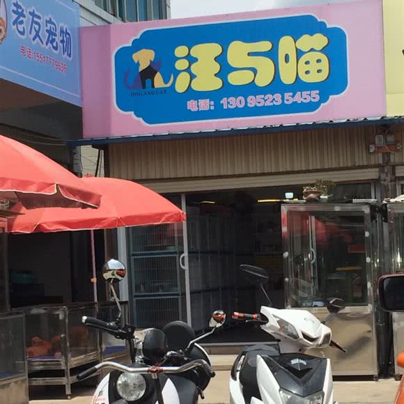 汪与喵:丽江市古城区丽江古城附近