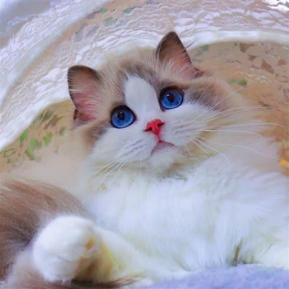 宠物4S店:丽江市古城区丽江古城附近