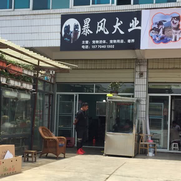 暴风犬业:丽江市古城区丽江古城附近