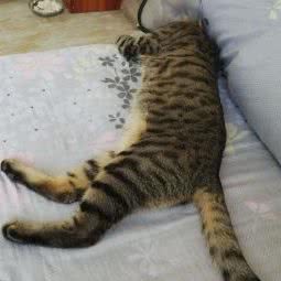 康鑫动物医院:丽江市古城区丽江古城附近