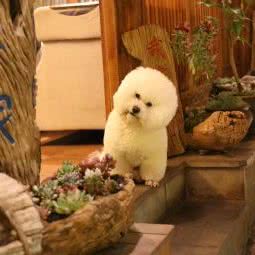 q宠宠物美容馆:丽江市古城区束河古镇附近