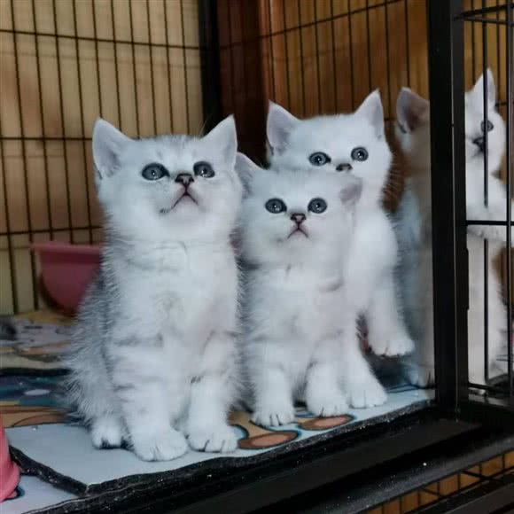 它礼宠物生活馆:丽江市古城区钟楼/象山市场附近