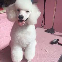 豆豆宠物店(梅园路店):普洱市思茅区梅子湖景区附近