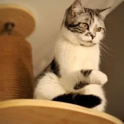 木木宠物摄影:西安市新城区金花路沿线附近