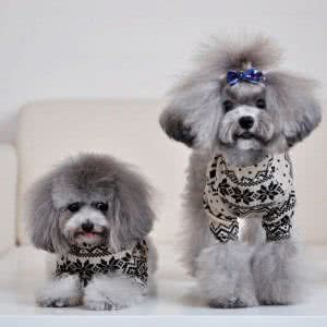 YUYU爱宠屋:西安市新城区金花路沿线附近