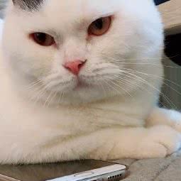 唯吾宠语:西安市新城区民乐园附近