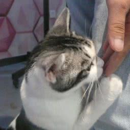 喵小姐の猫(民乐园店):西安市新城区民乐园附近