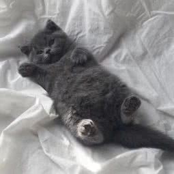 猫货shop:西安市新城区立丰国际附近