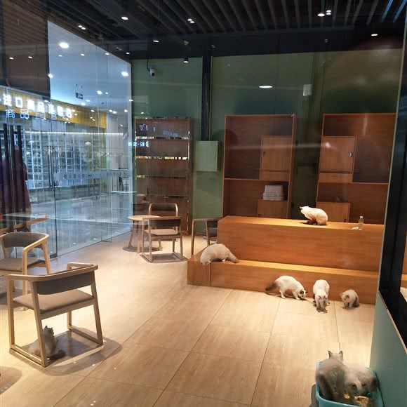 喵小姐の猫(环球港店):西安市新城区韩森寨附近