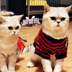 麦子名猫舍:西安市新城区韩森寨附近