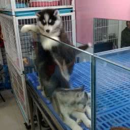 宠物时代生活馆:西安市碑林区钟楼/鼓楼附近