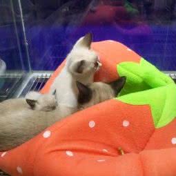 旺旺狗:西安市碑林区钟楼/鼓楼附近