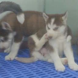 千宠万宠(兴正元广场店):西安市碑林区钟楼/鼓楼附近