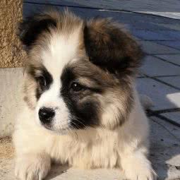 乐它宠物:西安市碑林区交大东校区/理工大附近