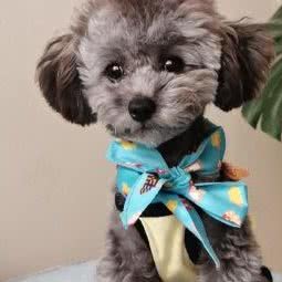 L宠物生活馆:西安市碑林区交大东校区/理工大附近