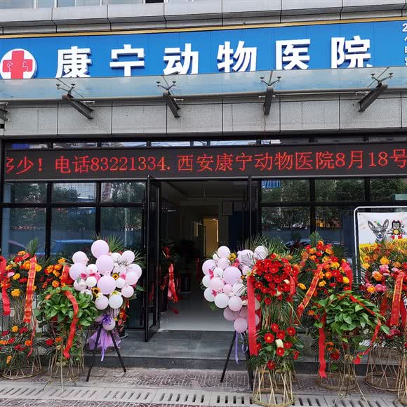 康宁动物医院:西安市碑林区交大东校区/理工大附近
