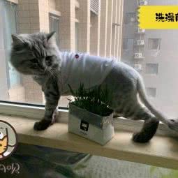 宠TA呗:西安市碑林区小雁塔/南稍门附近