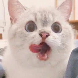 猫屋:西安市碑林区小雁塔/南稍门附近