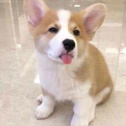 Petmart:西安市碑林区小雁塔/南稍门附近