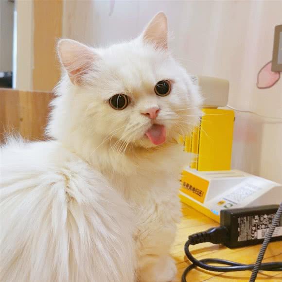 Defu·德芙布偶猫舍猫咖:西安市碑林区小雁塔/南稍门附近