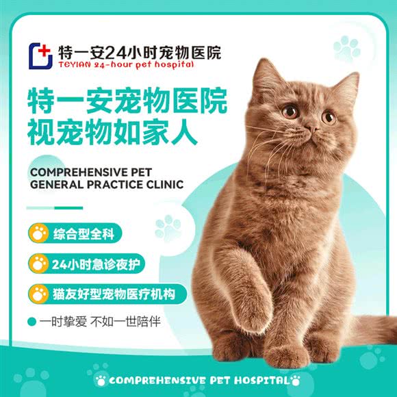 特一安24小时宠物医院:西安市碑林区南院门附近