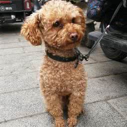 豆豆宠物用品:西安市碑林区省体育场附近