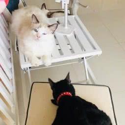 二十喵·歆宅·撸猫体验馆:西安市碑林区西北大/西工大附近