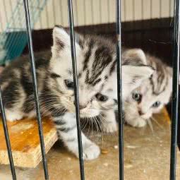 萌宝宠物店(东门外店):西安市碑林区东门外附近