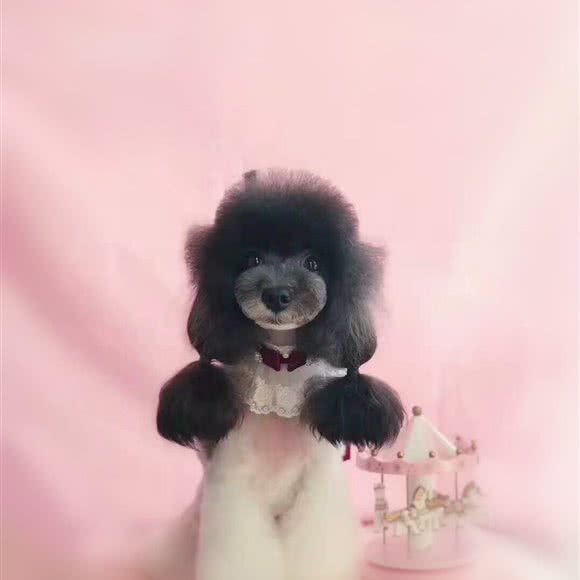 百宠乐阁宠物生活馆:西安市碑林区李家村附近