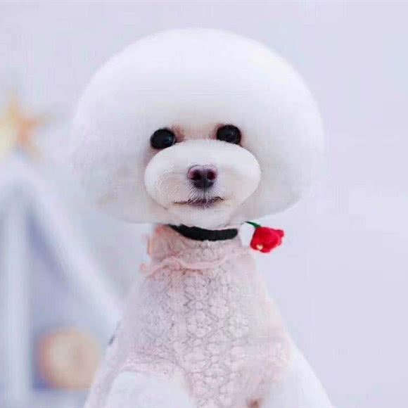 Mr.Pet宠物店:唐山市路北区机场路/大润发附近