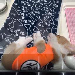 of ZKK&PET:西安市碑林区太乙路附近