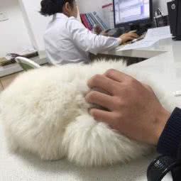 喵星人与汪星人:西安市碑林区文艺路附近