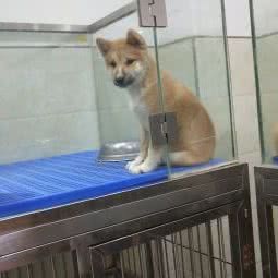 珍妮贝尔红燕宠物派:西安市碑林区文艺路附近