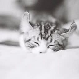 萌宠城堡:西安市碑林区文艺路附近